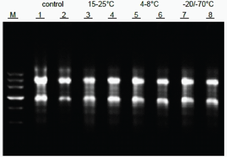 EasyPrep RNA kit